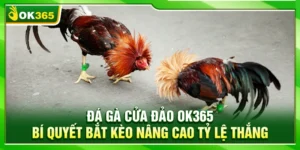 Đá Gà Cửa Đảo OK365 – Bí Quyết Bắt Kèo Nâng Cao Tỷ Lệ Thắng