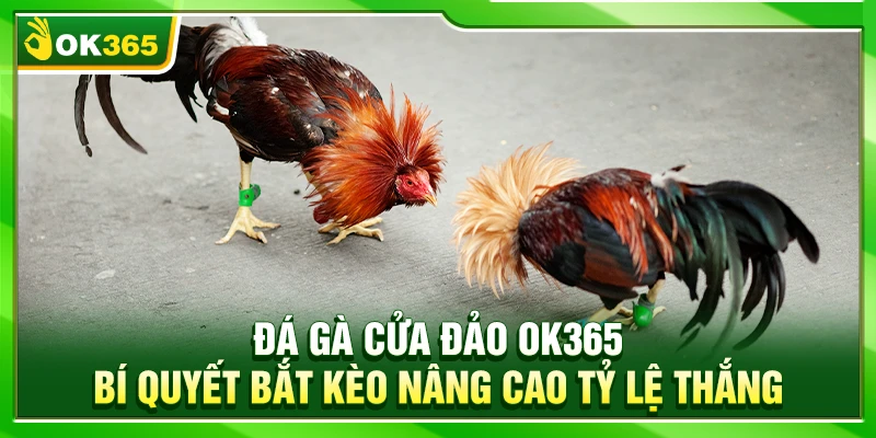 Đá Gà Cửa Đảo OK365 – Bí Quyết Bắt Kèo Nâng Cao Tỷ Lệ Thắng