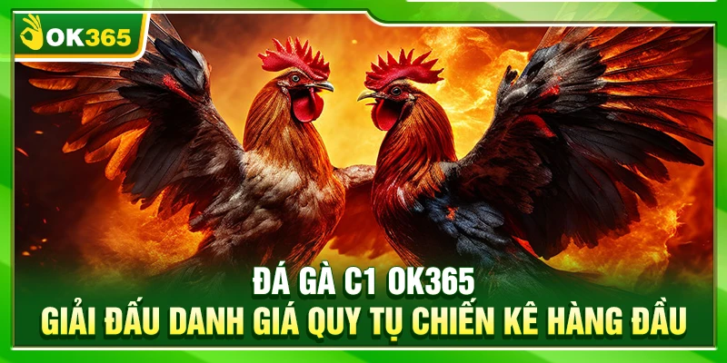 Đá Gà C1 OK365 – Giải Đấu Danh Giá Quy Tụ Chiến Kê Hàng Đầu