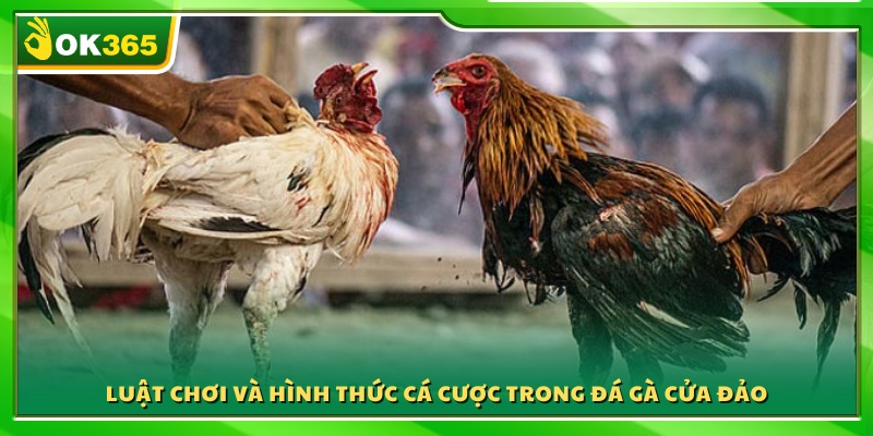 Quy định thi đấu và các loại kèo phổ biến