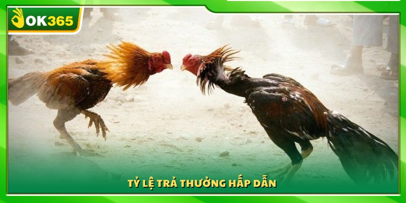 Mức thưởng cao và tỷ lệ ăn linh hoạt 