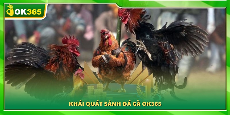 Khám phá sảnh đá gà hiện đại và hấp dẫn 