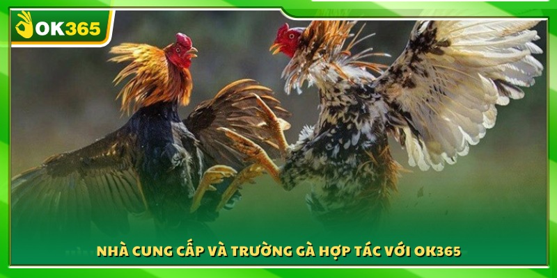 Các đối tác trường gà và nhà phát hành hợp tác cùng OK 365