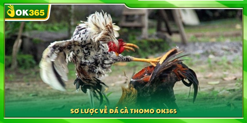 Giới thiệu khái quát về hình thức đá gà Thomo OK365 