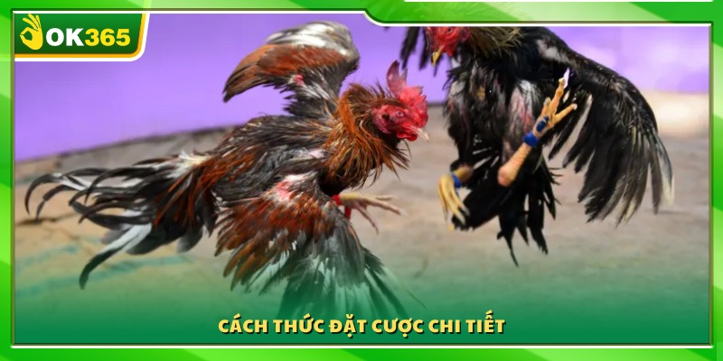 Quy trình đặt cược cụ thể trong các trận đá gà Thomo