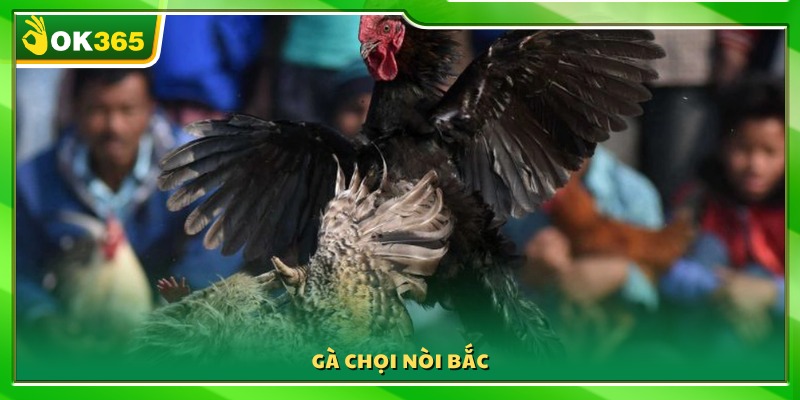 Dòng gà chọi thuần chủng nổi tiếng vùng Bắc Bộ